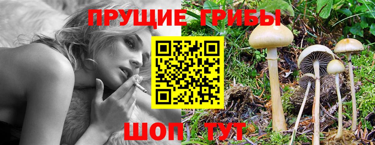 Псилоцибиновые грибы Cubensis  Тайшет 