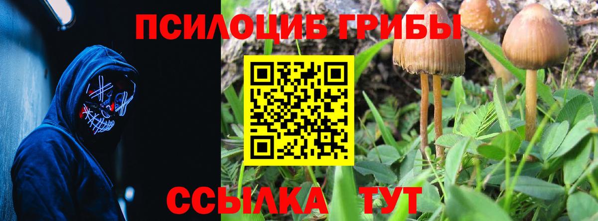 Псилоцибиновые грибы Cubensis Тайшет